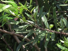 Euclea daphnoides