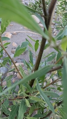 Tessaria integrifolia