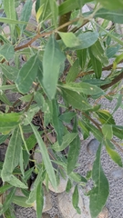 Tessaria integrifolia