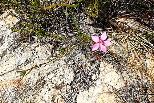 Image of Acmadenia trigona by no rights reserved