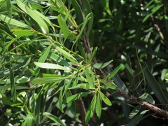 Euclea daphnoides