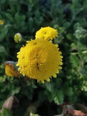 Cotula discolor