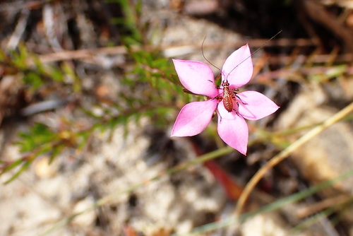 Image of Acmadenia trigona by no rights reserved