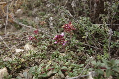 Thymus calcareus