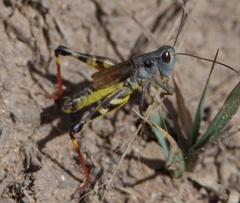 Boopedon flaviventris