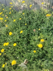 Cotula discolor