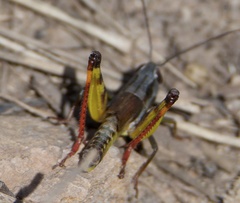 Boopedon flaviventris