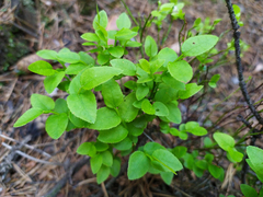Vaccinium myrtillus