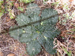 Lichtensteinia latifolia