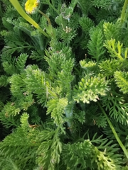 Cotula discolor