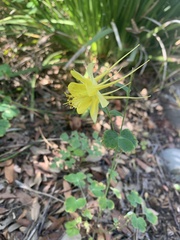 Aquilegia chrysantha