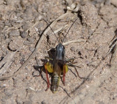 Boopedon flaviventris