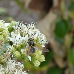 Hoplitimyia mutabilis