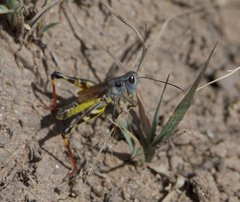Boopedon flaviventris