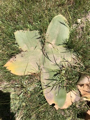 Brunsvigia orientalis