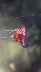 Gasteracantha thorelli