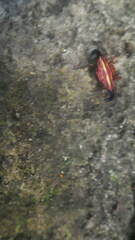 Gasteracantha thorelli