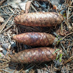 Picea × fennica