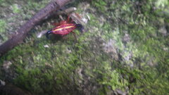 Gasteracantha thorelli