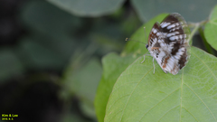 Neptis pryeri