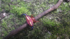 Gasteracantha thorelli