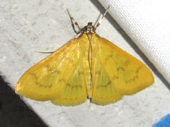 Loxomorpha flavidissimalis