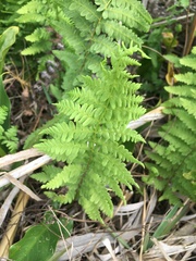 Thelypteris confluens