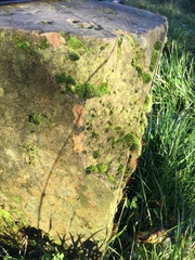 Tortula muralis