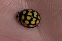 Cheilomenes sulphurea