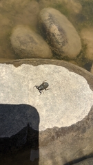 Nepomorpha
