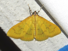 Loxomorpha flavidissimalis
