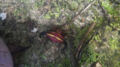 Gasteracantha thorelli