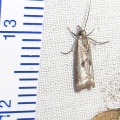 Microcrambus croesus