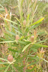 Leucadendron eucalyptifolium