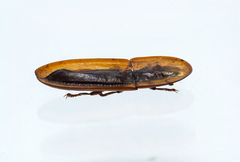 Cossyphus hoffmannseggi