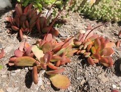 Crassula atropurpurea
