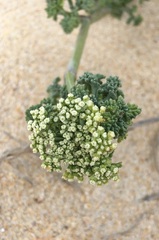 Dasispermum