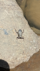 Nepomorpha