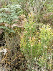 Leucadendron eucalyptifolium