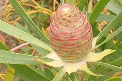 Leucadendron eucalyptifolium