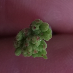 Crassula atropurpurea