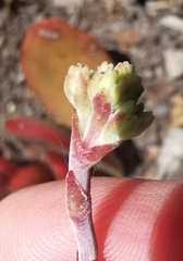 Crassula atropurpurea