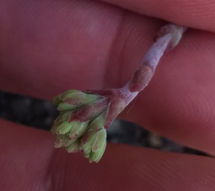 Crassula atropurpurea