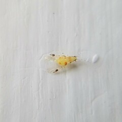 Monellia microsetosa