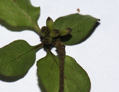 Coprosma rubra
