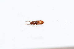 Laemophloeidae
