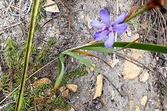 Aristea africana