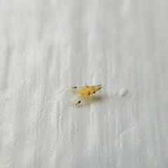 Monellia microsetosa