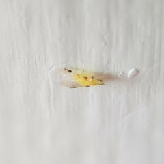 Monellia microsetosa