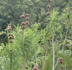 Leonotis leonurus